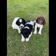 English Springer Spaniel - Dogs