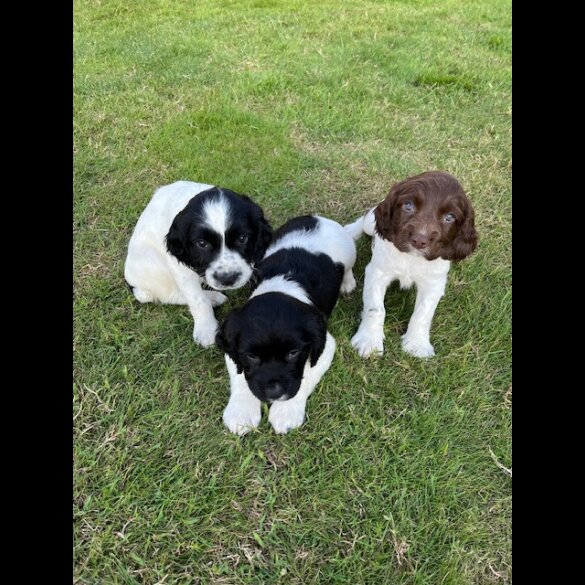 English Springer Spaniel - Dogs