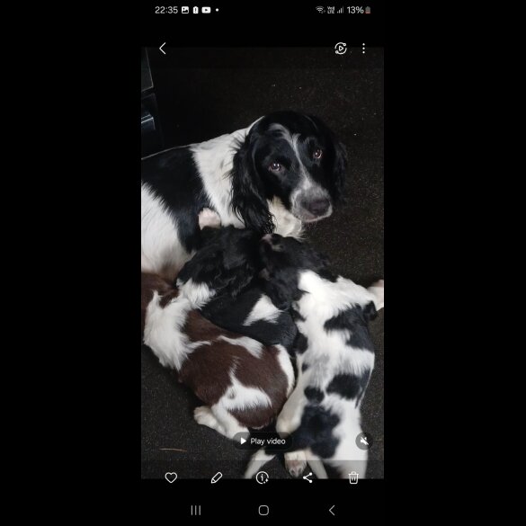 English Springer Spaniel - Both