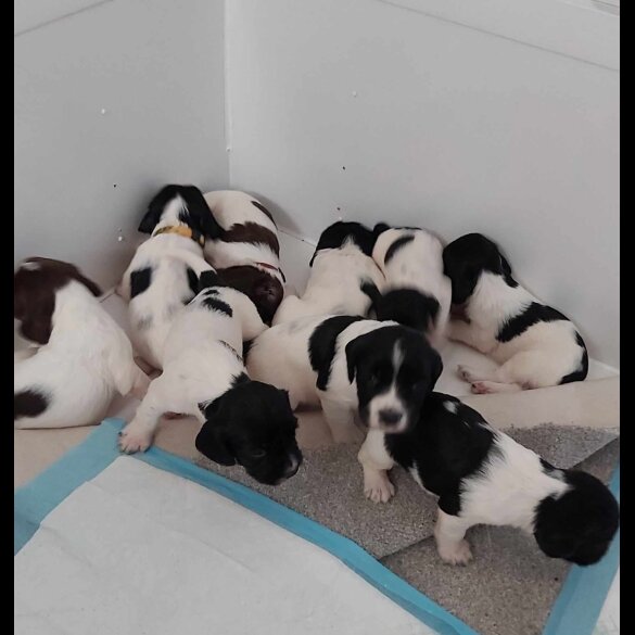 English Springer Spaniel - Dogs