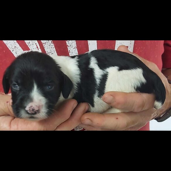 English Springer Spaniel - Dogs