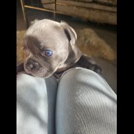 American Bulldog - Dogs