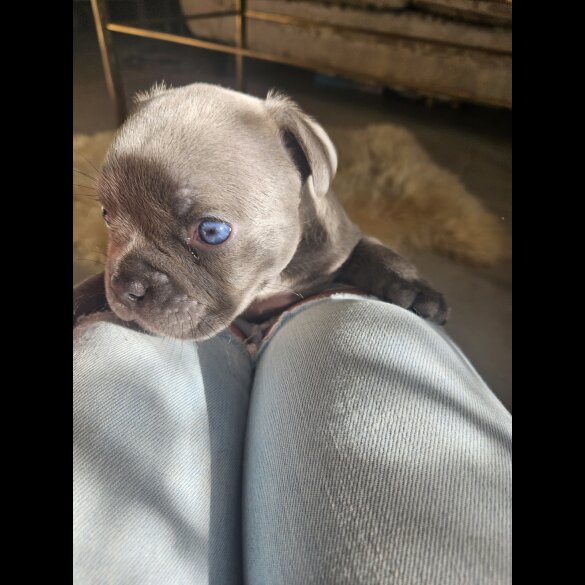 American Bulldog - Dogs