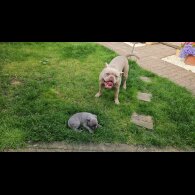 American Bulldog - Dogs
