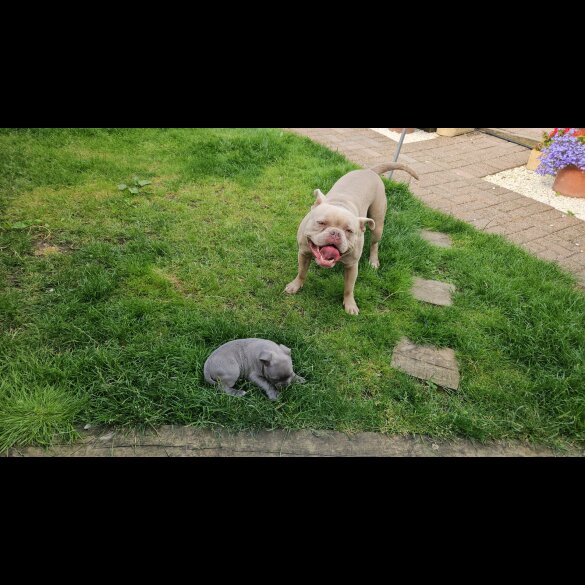 American Bulldog - Dogs