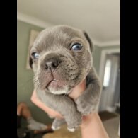 American Bulldog - Dogs