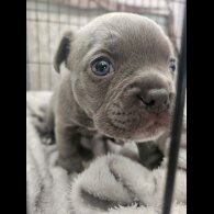 American Bulldog - Dogs