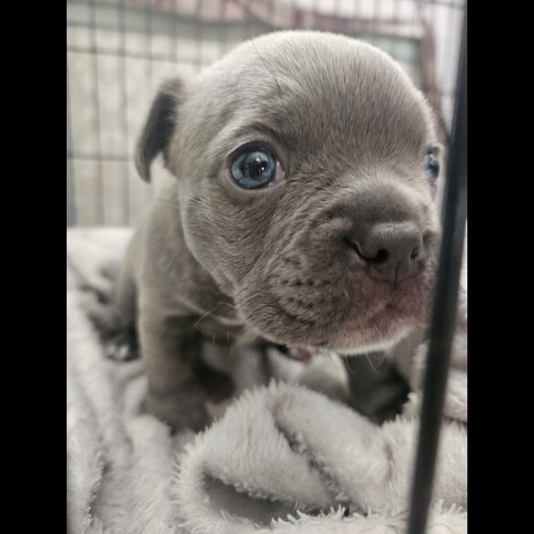 American Bulldog - Dogs