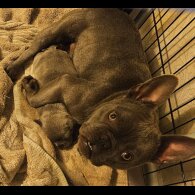 American Bulldog - Dogs