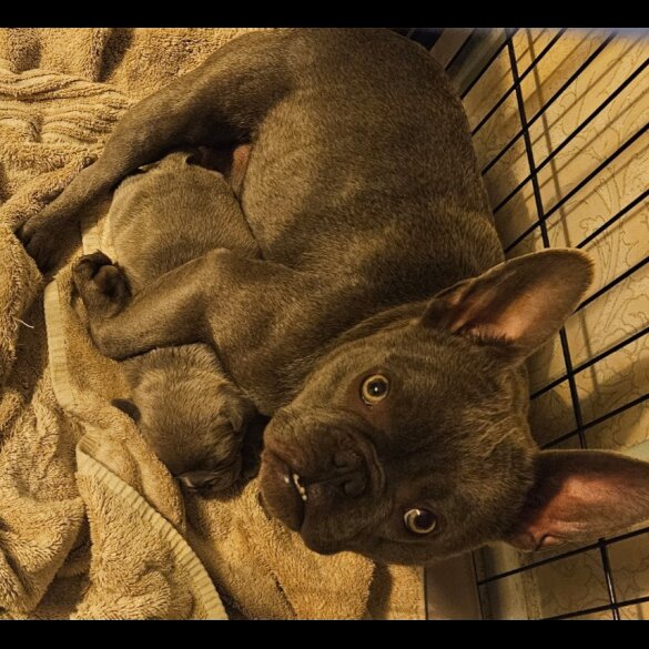 American Bulldog - Dogs