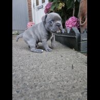 American Bulldog - Dogs