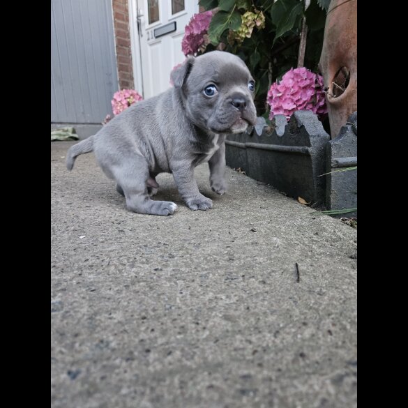 American Bulldog - Dogs