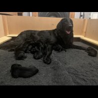 Flat Coated Retriever - Both