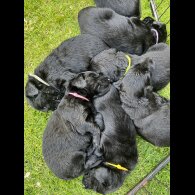 Flat Coated Retriever - Both