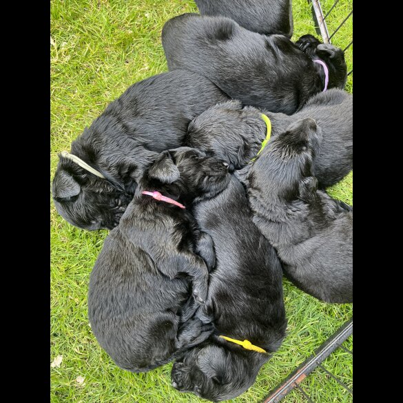 Flat Coated Retriever - Both
