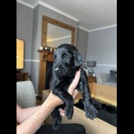 Flat Coated Retriever - Both