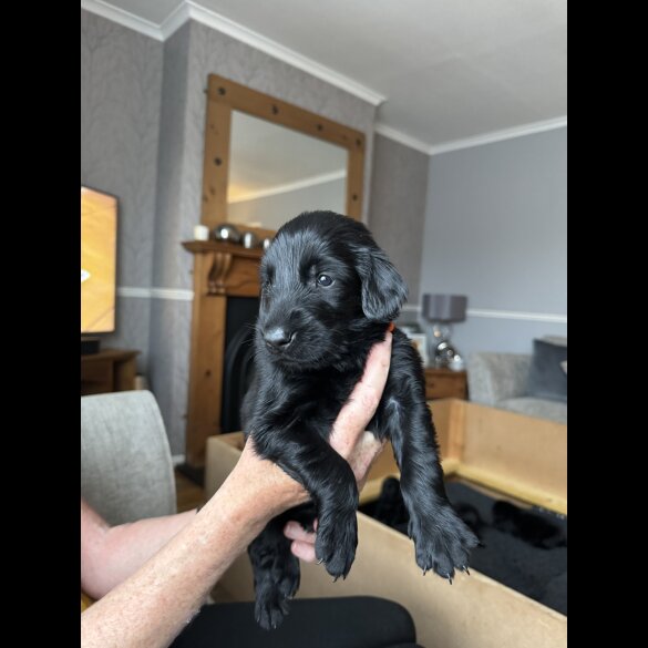 Flat Coated Retriever - Both