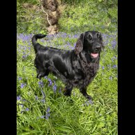 Flat Coated Retriever - Both