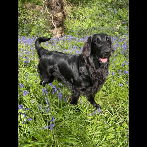 Flat Coated Retriever - Both
