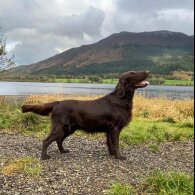 Flat Coated Retriever - Both
