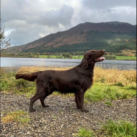 Flat Coated Retriever - Both