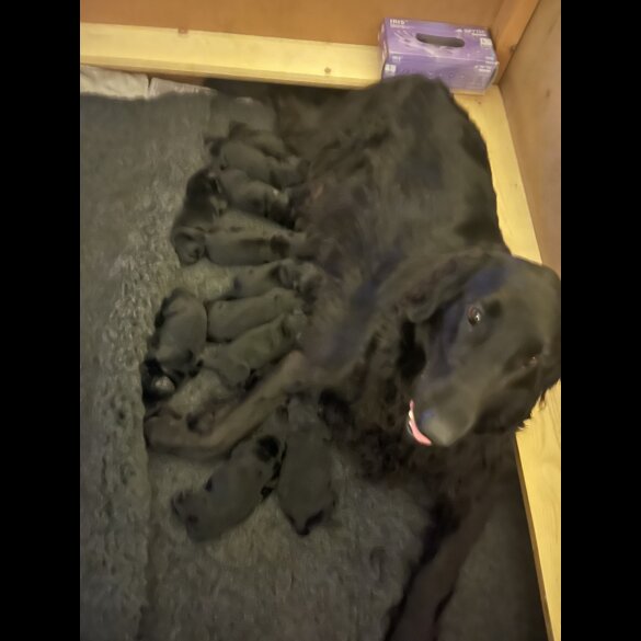 Flat Coated Retriever - Both