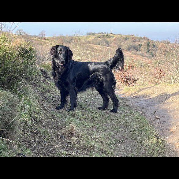 Flat Coated Retriever - Both