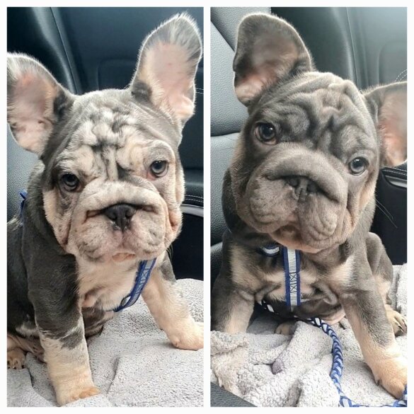 French Bulldog - Both