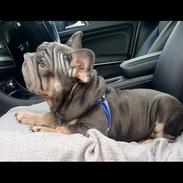 French Bulldog - Both
