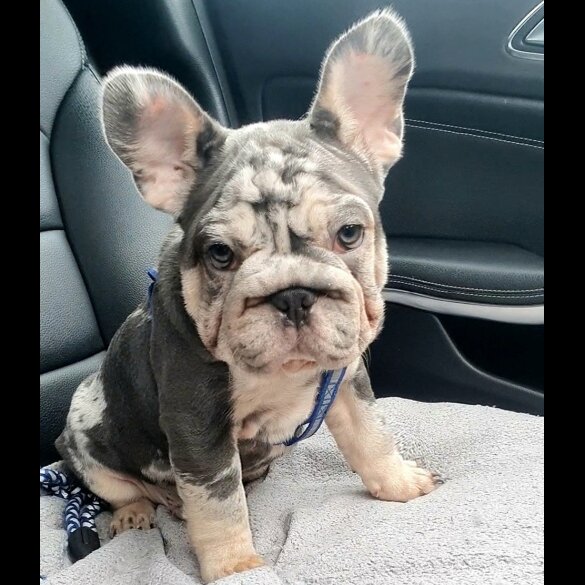French Bulldog - Both