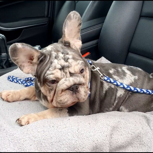 French Bulldog - Both