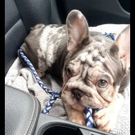French Bulldog - Both