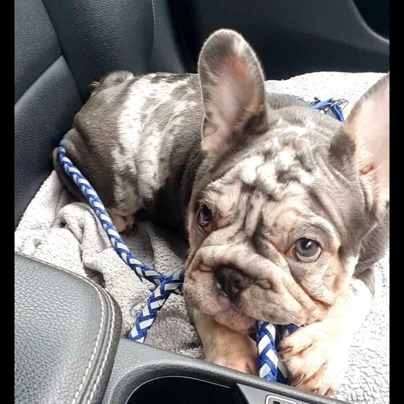 French Bulldog - Both