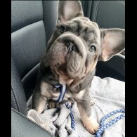 French Bulldog - Both