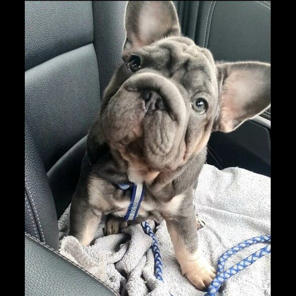French Bulldog - Both
