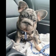 French Bulldog - Both