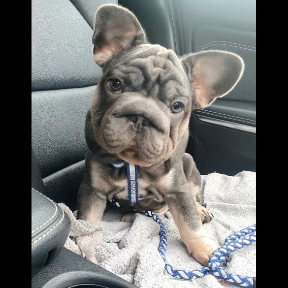 French Bulldog - Both