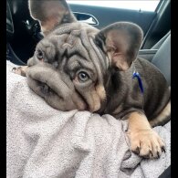 French Bulldog - Both