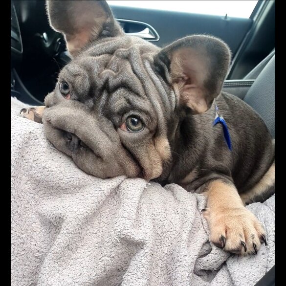 French Bulldog - Both