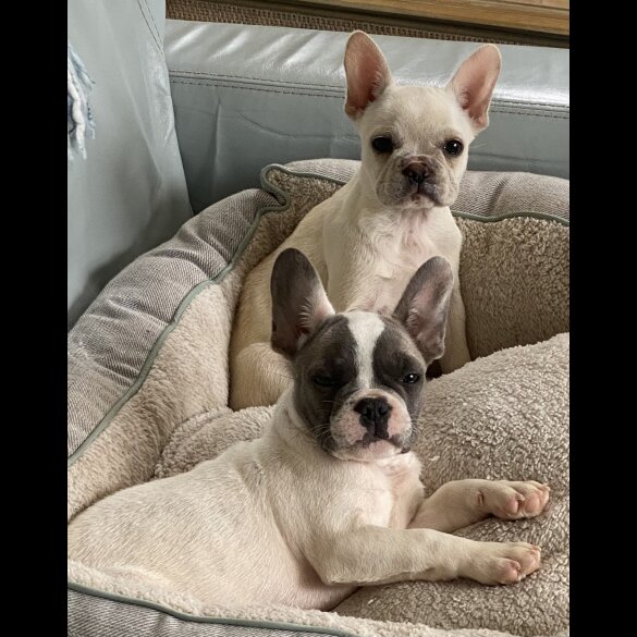 French Bulldog - Both