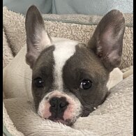 French Bulldog - Both