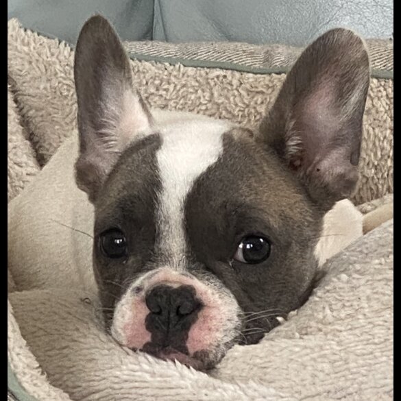 French Bulldog - Both