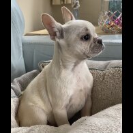 French Bulldog - Both