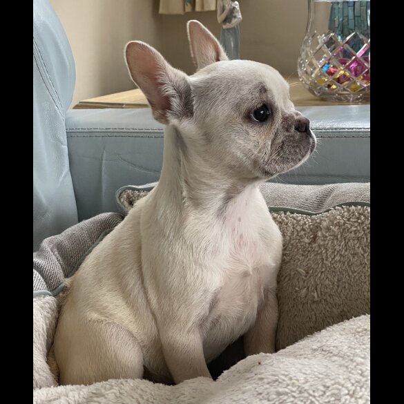 French Bulldog - Both