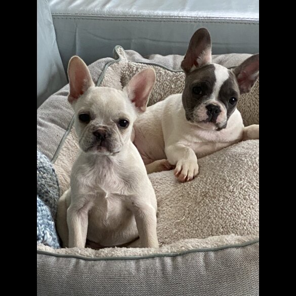 French Bulldog - Both