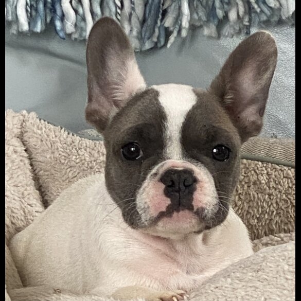French Bulldog - Both