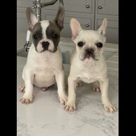 French Bulldog - Both