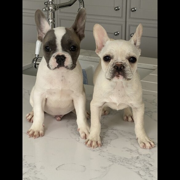 French Bulldog - Both