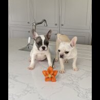 French Bulldog - Both