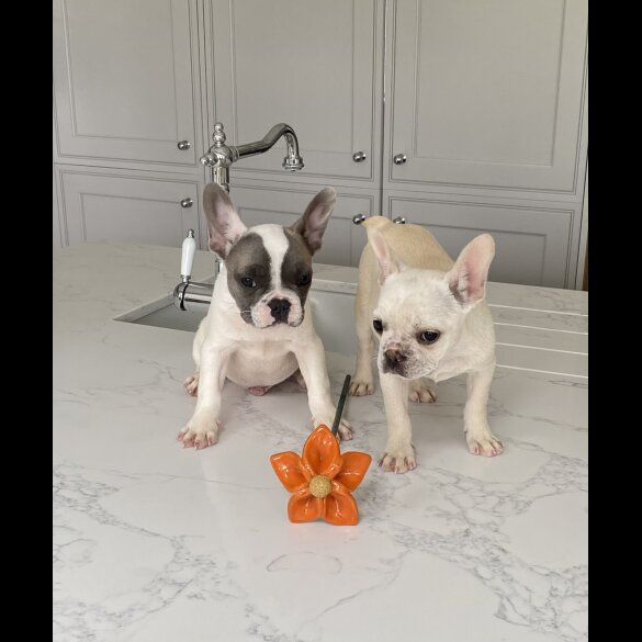 French Bulldog - Both